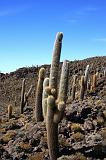 BOLIVIA 2 - Isla Incahuasi - 10